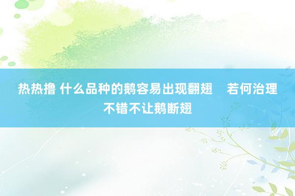 热热撸 什么品种的鹅容易出现翻翅    若何治理不错不让鹅断翅